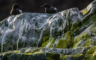 BB 15 0448 / Cepphus grylle / Teist